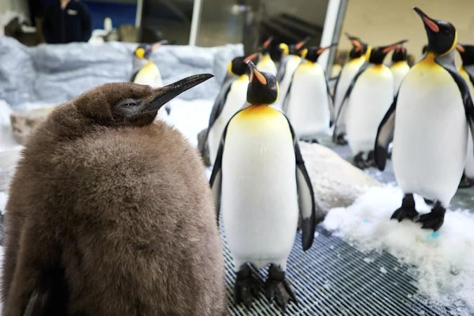 Huge Australian King Penguin Chick Pesto Grows Into Social Media Star (Video)