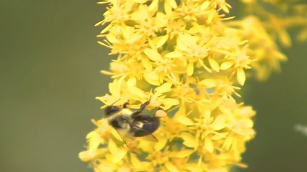 Siblings planting pollinator gardens in Hopkinton – Boston News, Weather, Sports [Video]