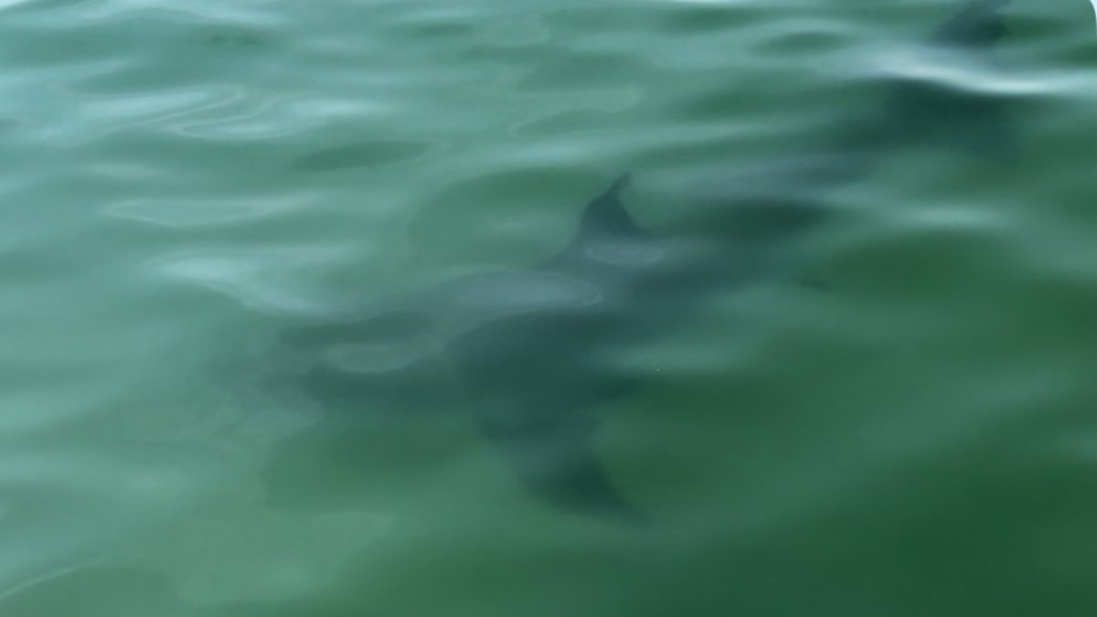 Sharks at Crane Beach in Ipswich, MA  NBC Boston [Video]