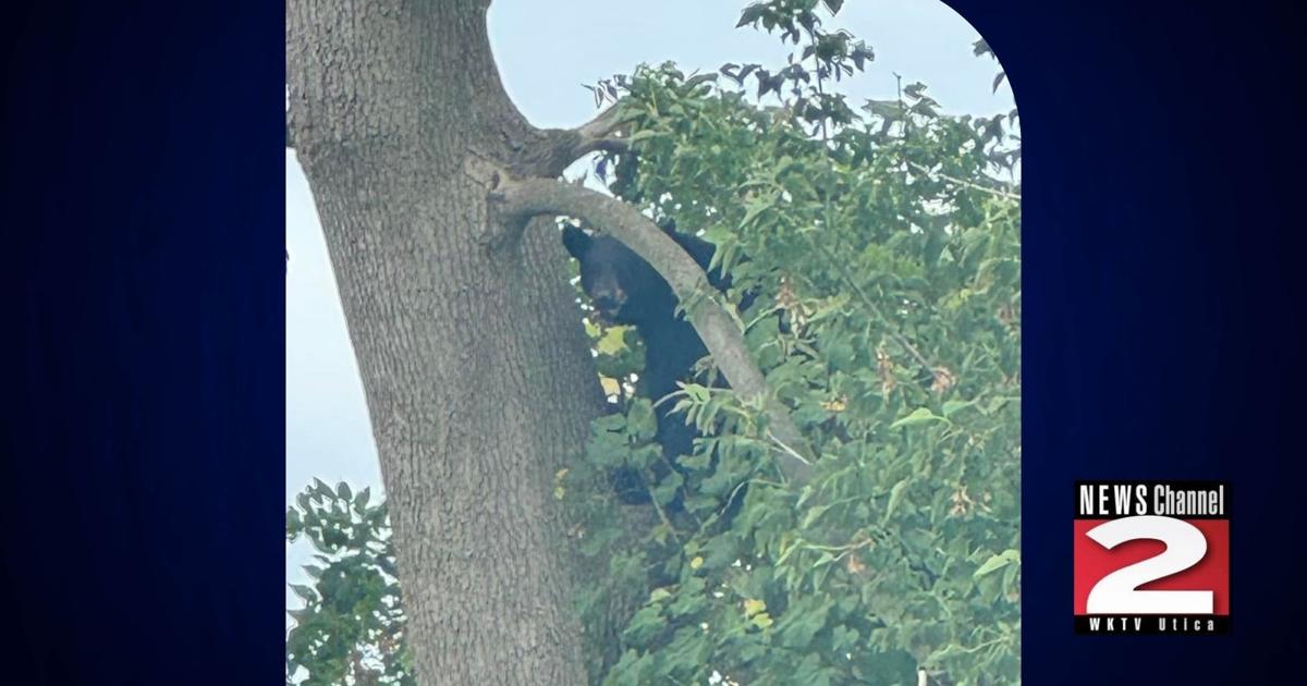 Bear Spotted in Herkimer Tree | Local [Video]