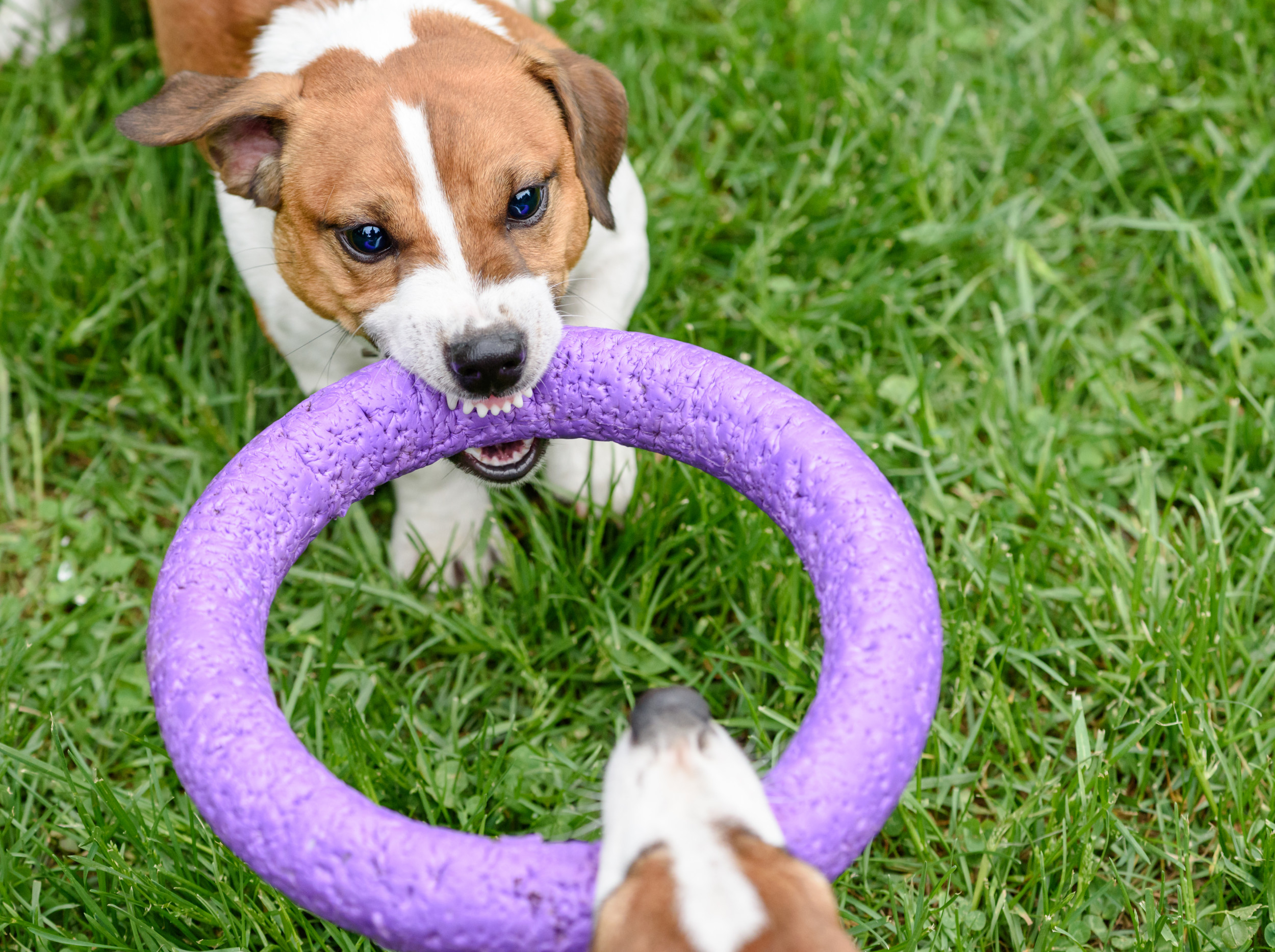 Jack Russell Making Clear He Won’t Share His Toy Has Internet in Stitches [Video]