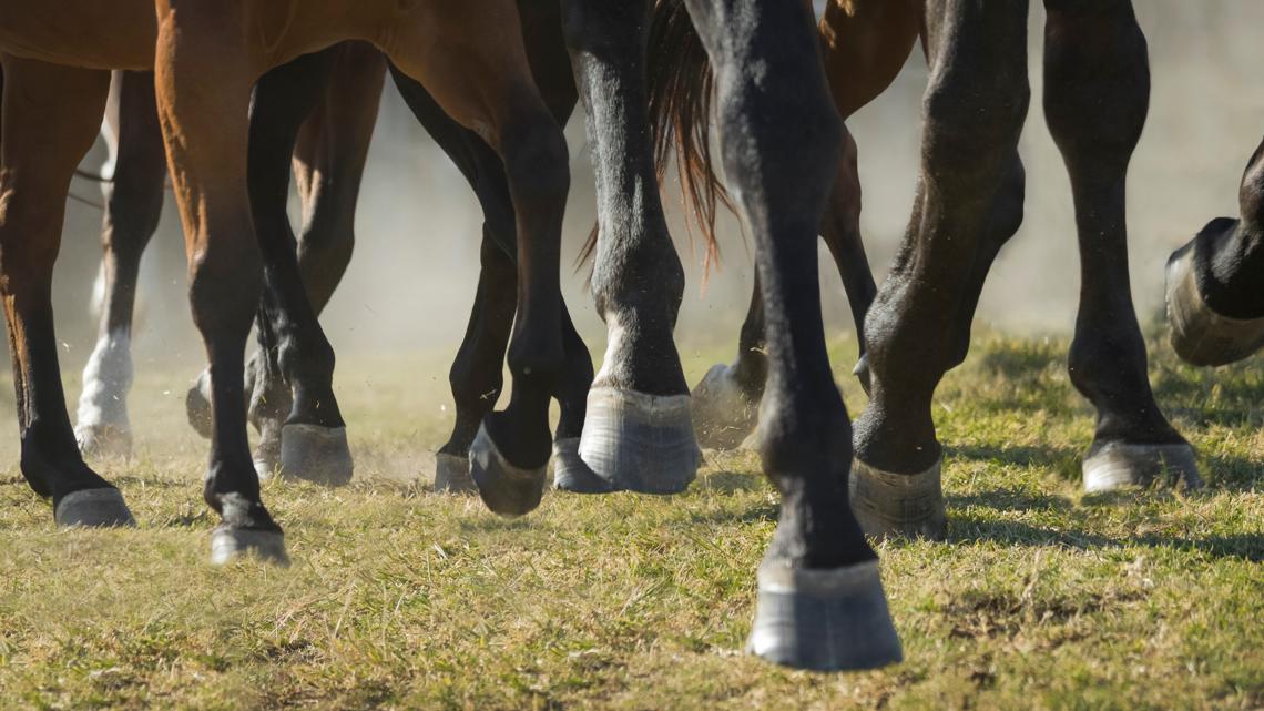 Two women charged with animal cruelty on 23 horses in Pasquotank County [Video]