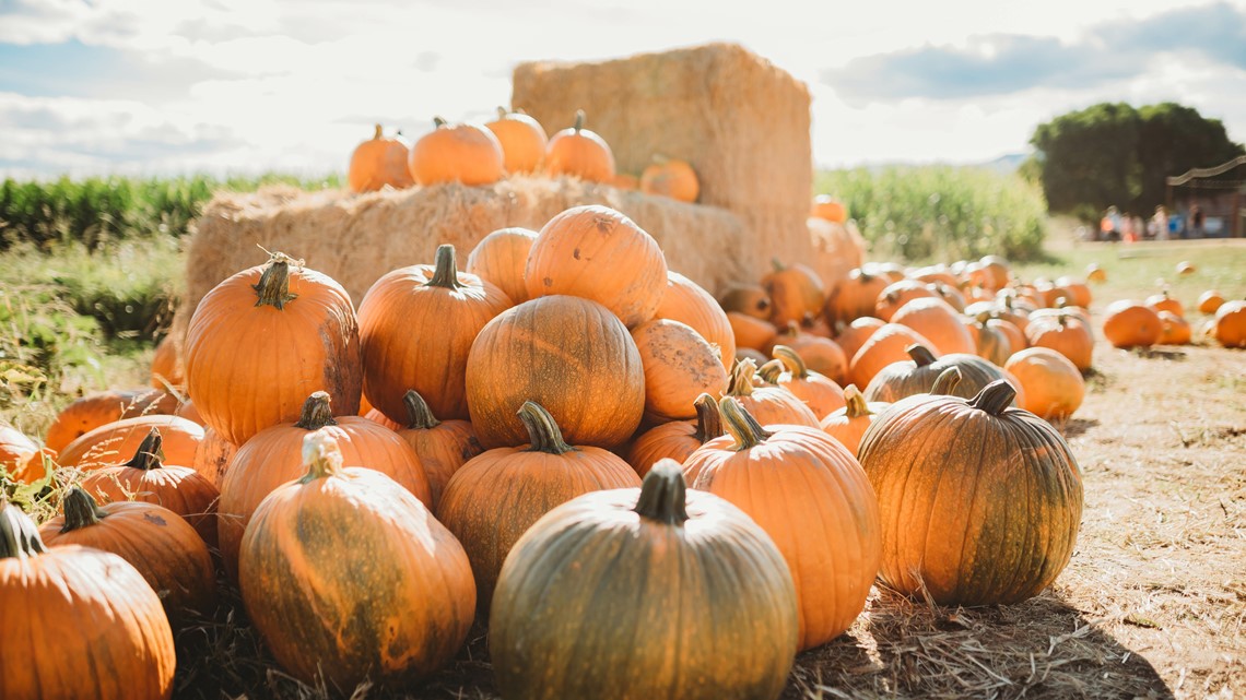 Pa. Agriculture Secretary announces pumpkin carving contest [Video]