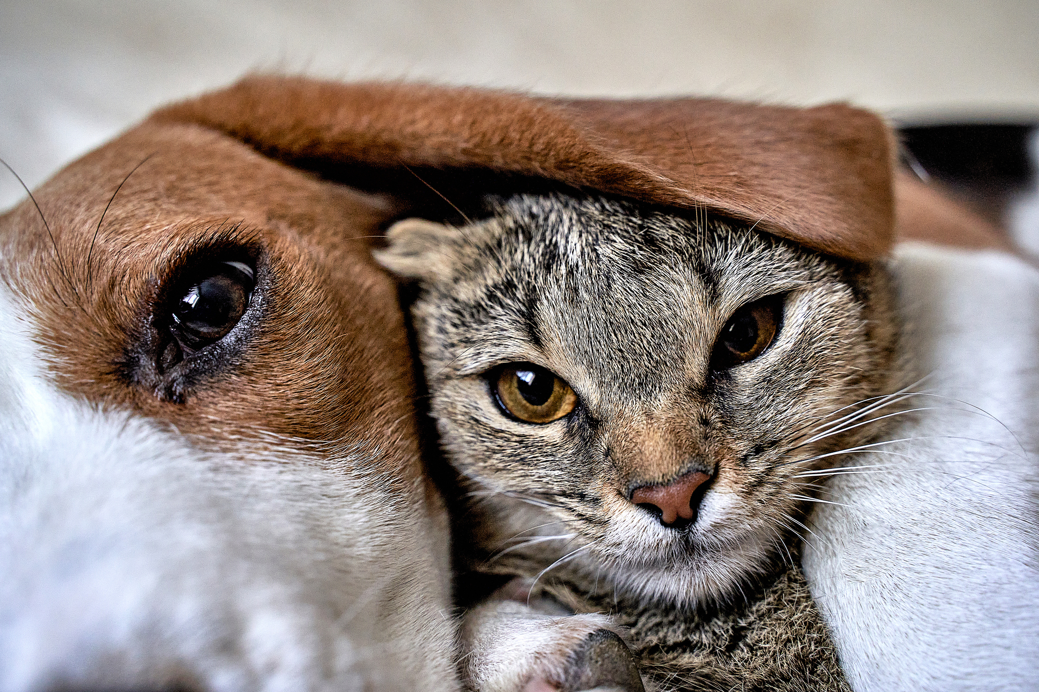 Laughter As Cat Raised by Canine Sister Only Knows ‘How To Do Dog Things’ [Video]