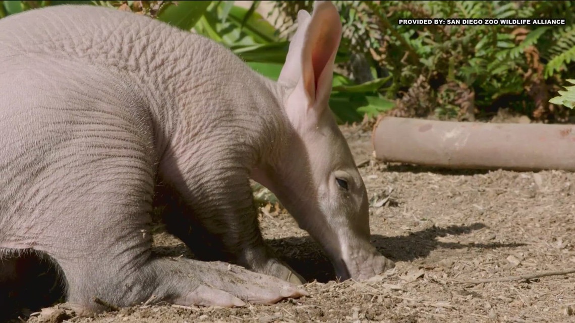 First baby aardvark born at San Diego Zoo Safari Park [Video]