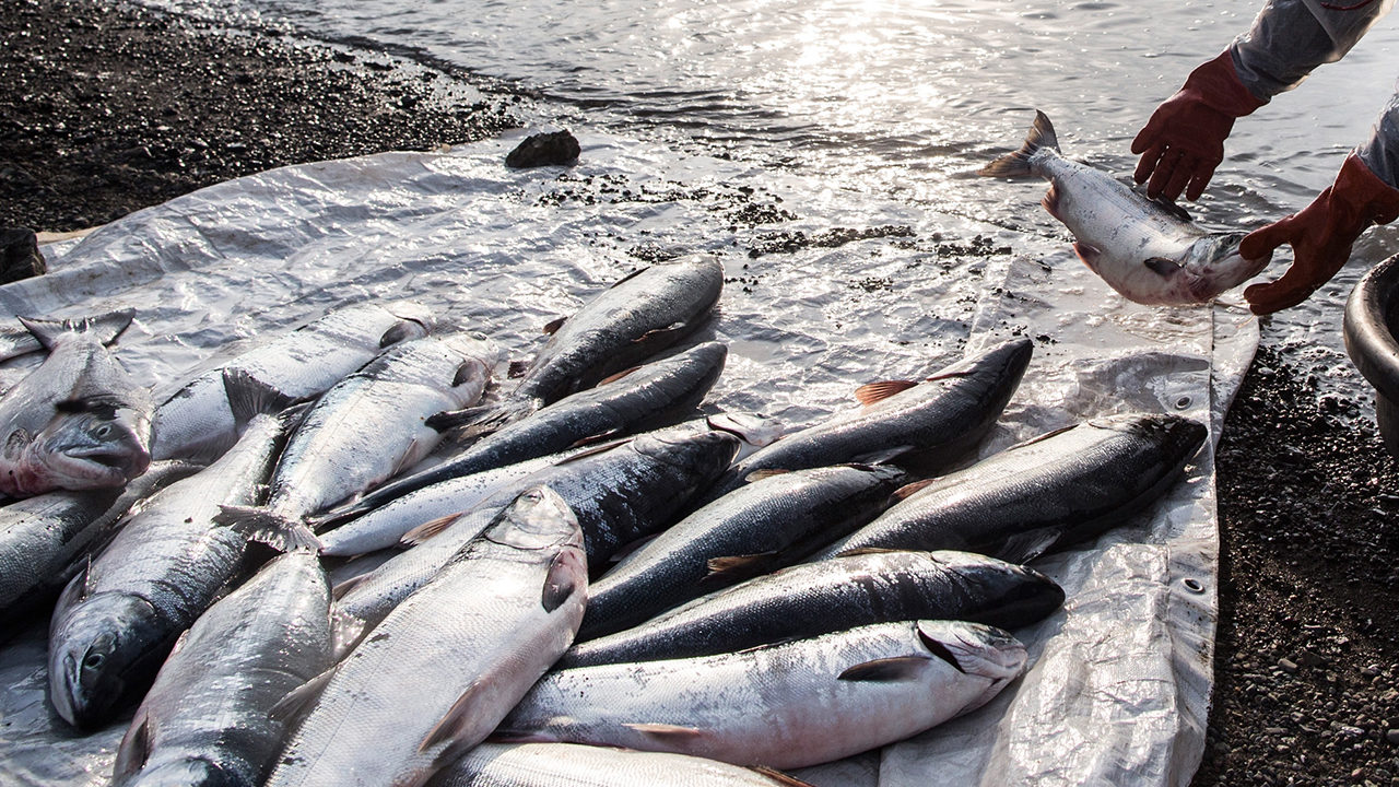 Public invited to weigh in on Washington states salmon migration strategy [Video]