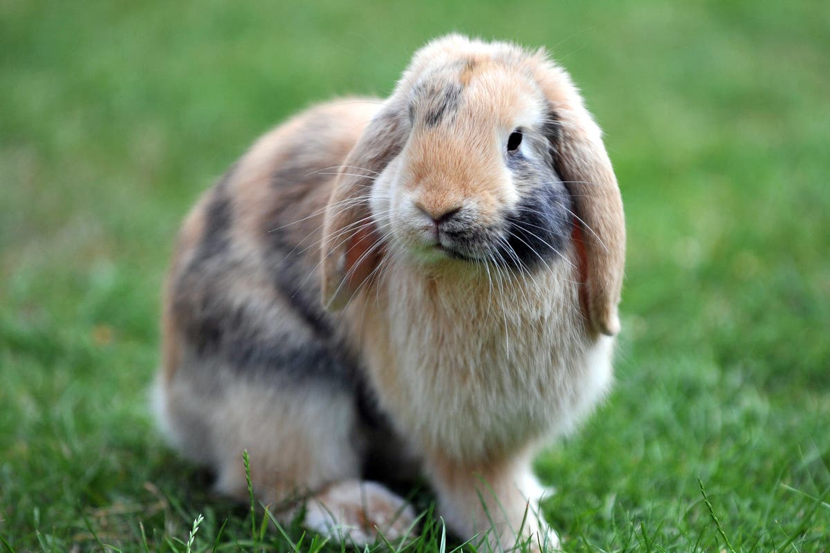 Petco to stop selling rabbits as buyers remorse often leads to bunny dumping [Video]