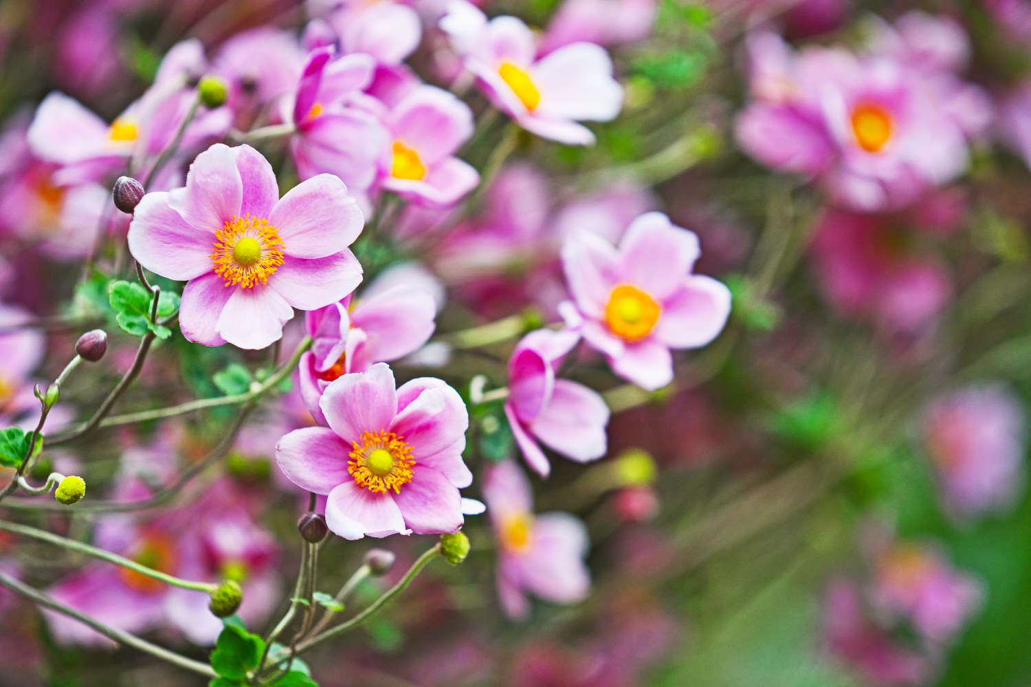 12 Fall-Blooming Perennials for a Vibrant Garden All Season Long [Video]