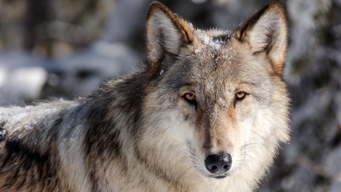 WDFW approves killing wolf from Couse wolf pack [Video]