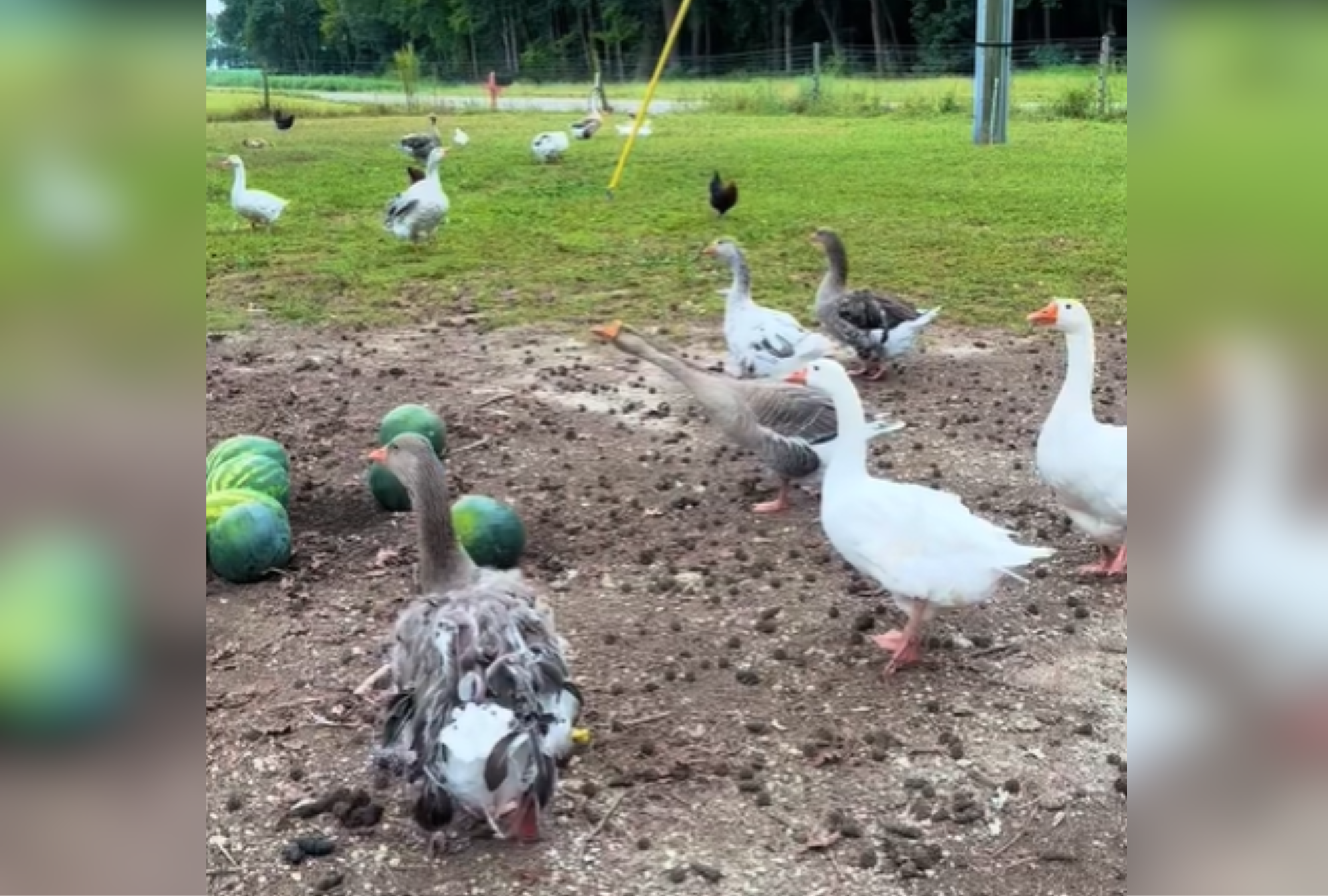 Farmer Pretends To Faint in Front of Her Geese-They Do Something Unexpected [Video]