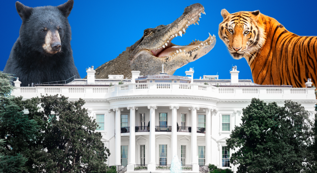 Wild pets and animals to call the White House home including tigers, bears, and flock of sheep [Video]