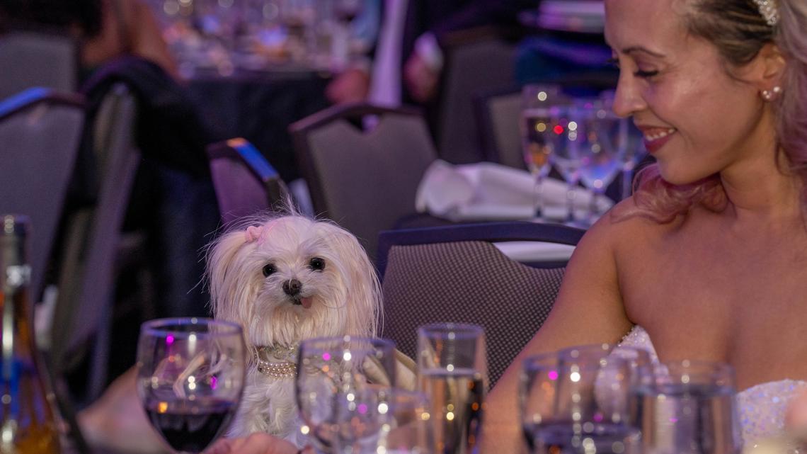 HRA to host pups and paw-rents at a Bark Ball in DC [Video]