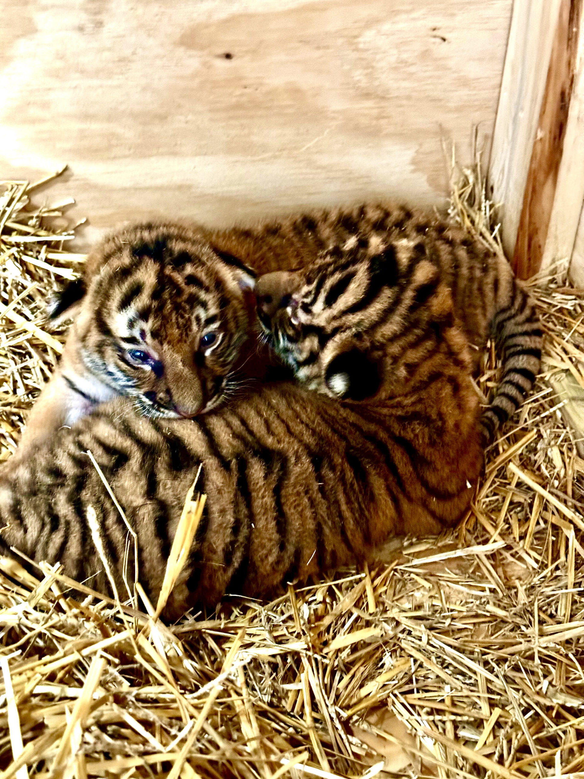 Sunset Zoo welcomes birth of Malayan tiger cubs [Video]