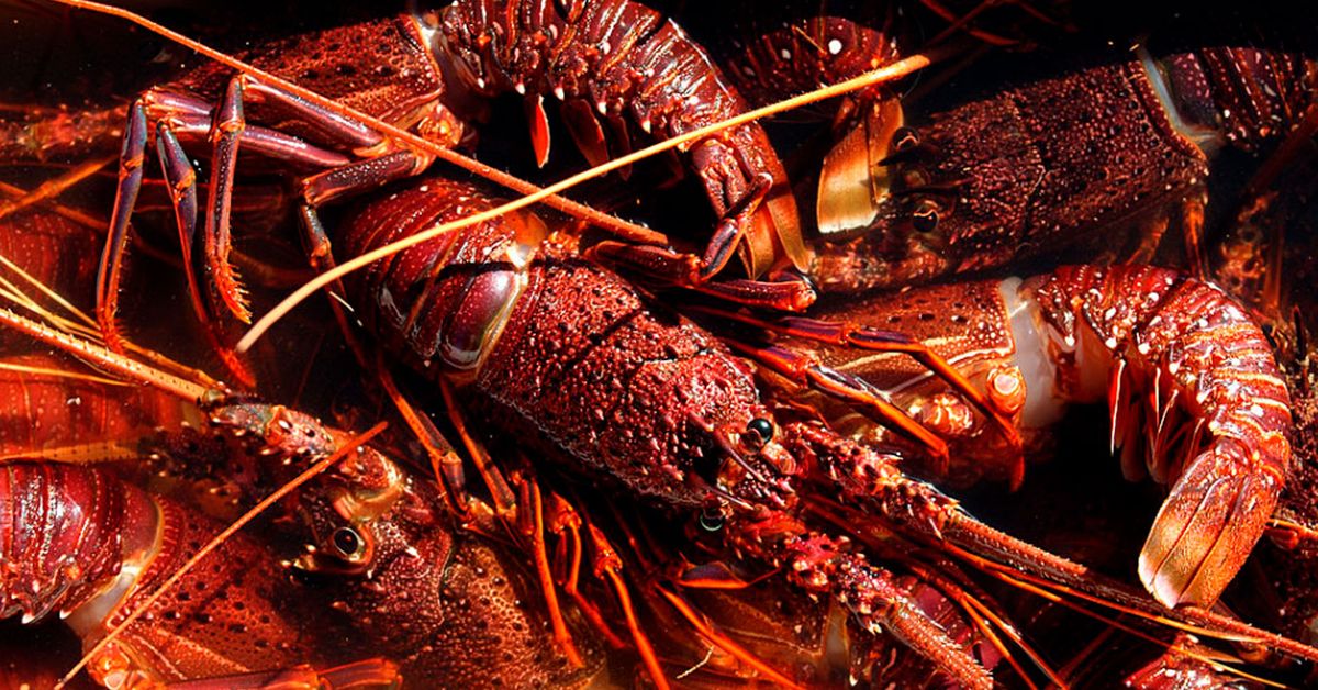 Treasurer gives strong hint lobster ban may be lifted [Video]