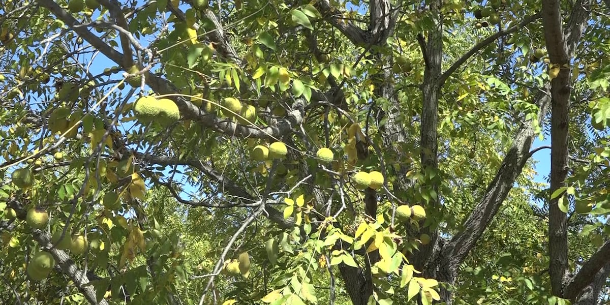 The annual Black Walnut Festival begins in Stockton, Mo. [Video]