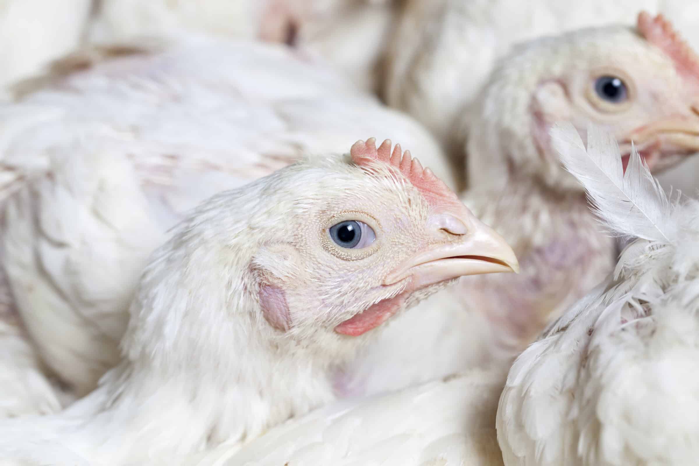 The Truth Behind Modern Chicken Farming in Canada [Video]