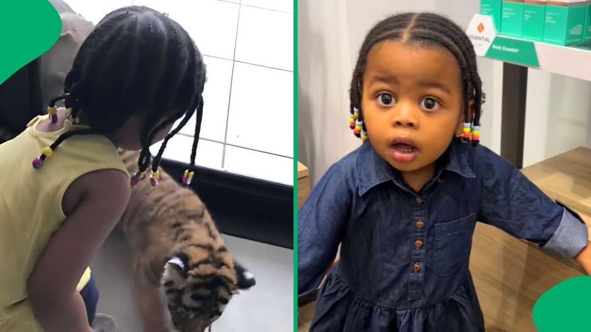 Viral Video of Toddler Playing With a Tiger Concerns SA: This Animal You Should Never Domesticate