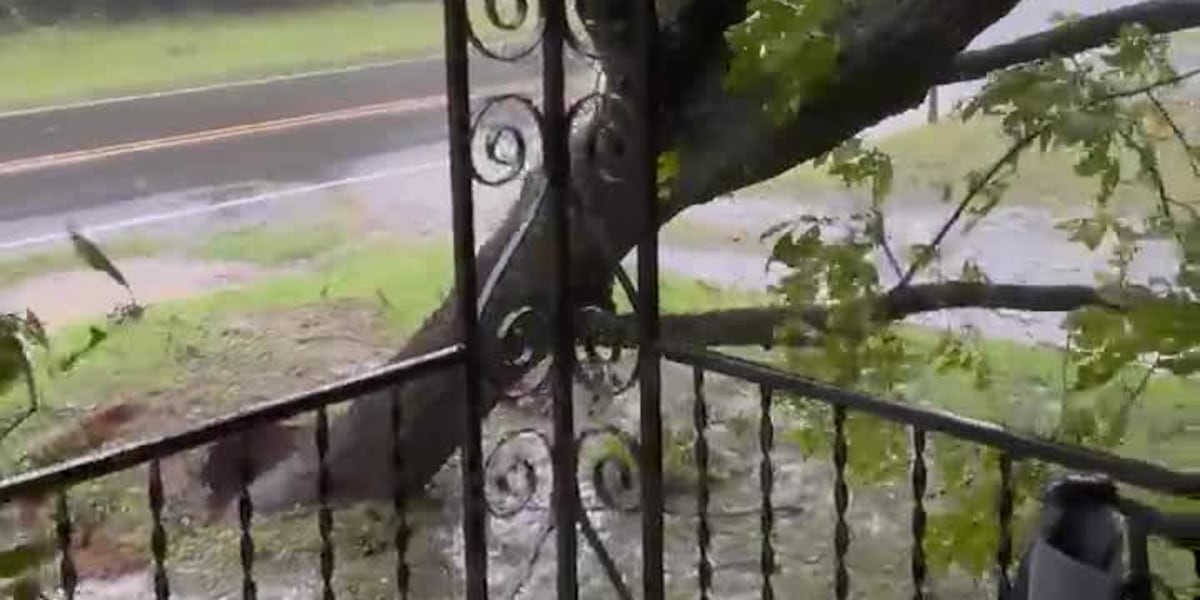 Tree falls over in Bethlehem, North Carolina amid Helene [Video]