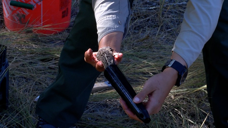 More butterflies in the Bosque? CABQ Open Space hopes so [Video]