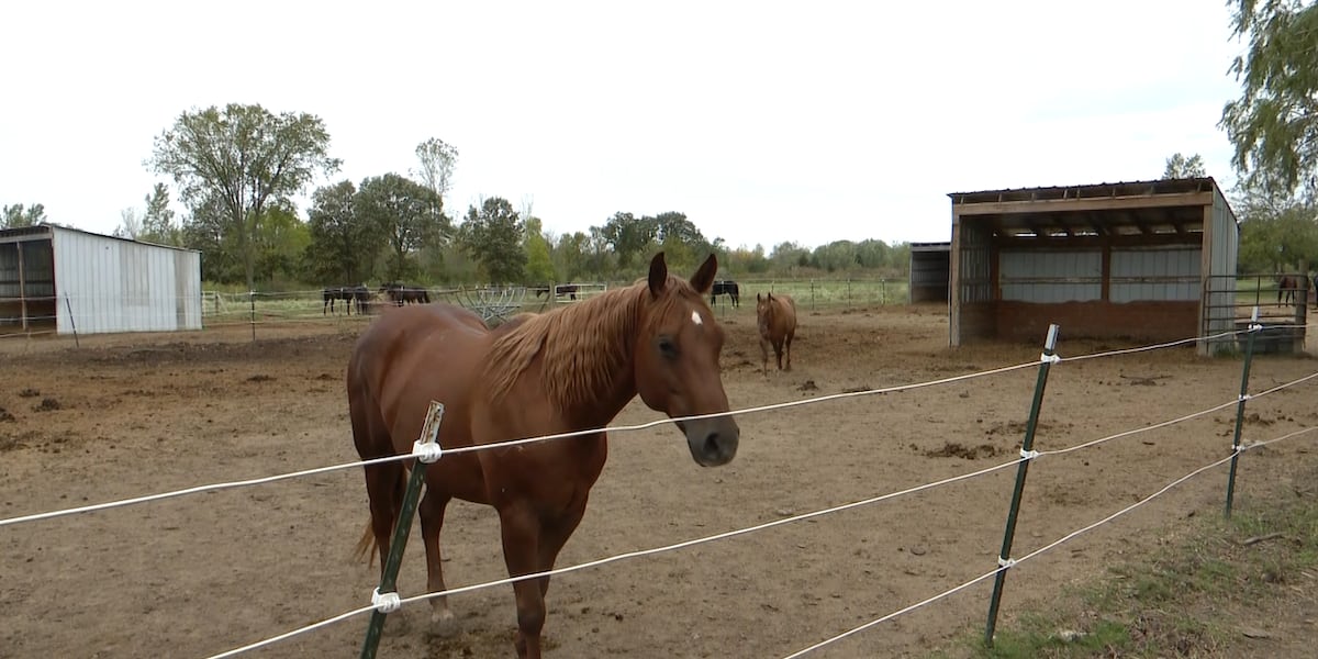 Protecting property and animals during Helenes remnants [Video]