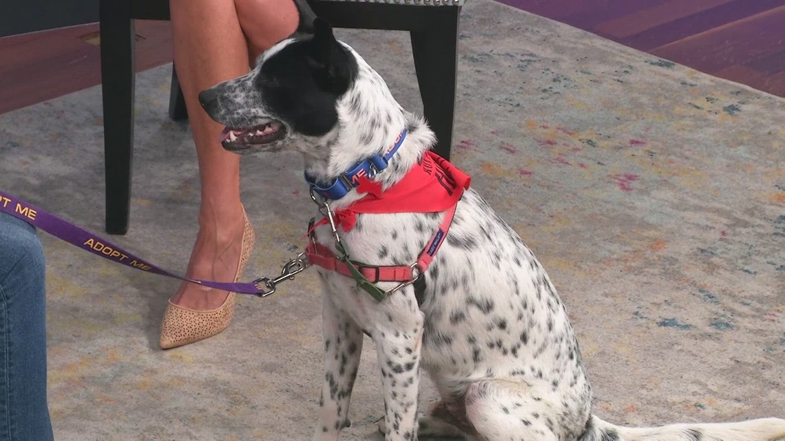 Marvelous Max: A 9-month-old cattle dog mix with a big personality [Video]