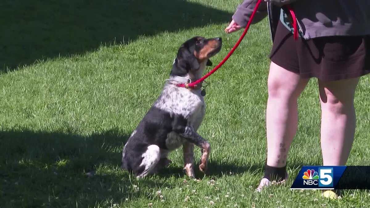 Rutland County Humane Society says most dogs rescued from Mount Tabor home now have new homes [Video]