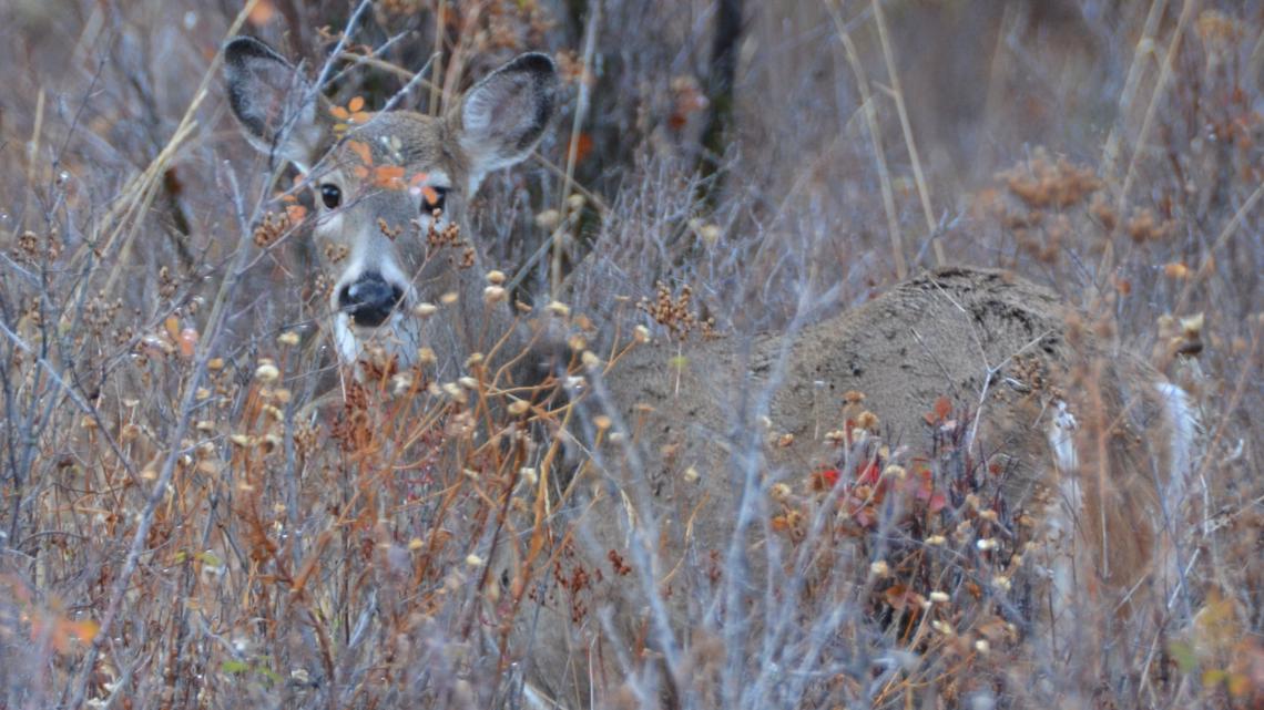 Two more deer test positive for CWD in Bonners Ferry [Video]