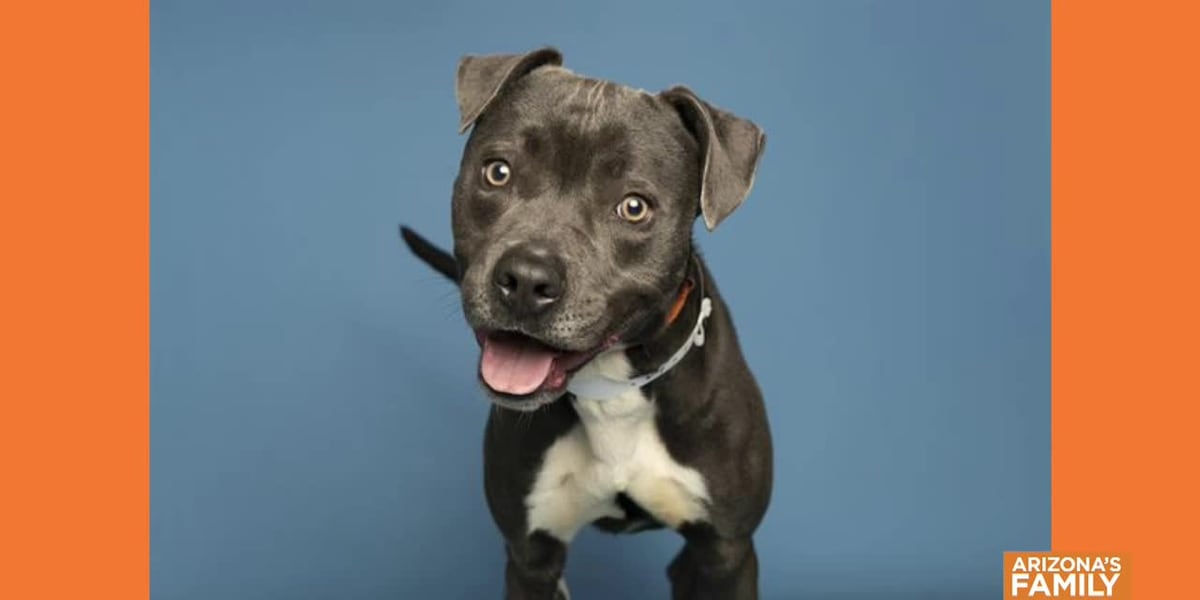 Pets on Parade | Adoptable pets in Phoenix 9-28-2024 [Video]