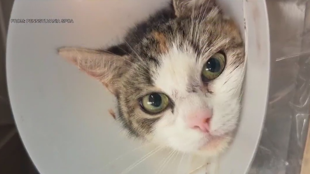 Cat found shot with arrow recovering; suspect sought [Video]