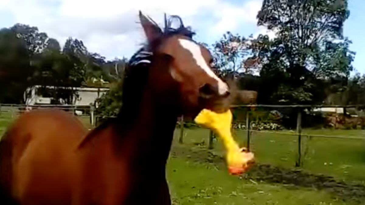 Horse Has the Most Human Reaction To Rubber Duck [Video]