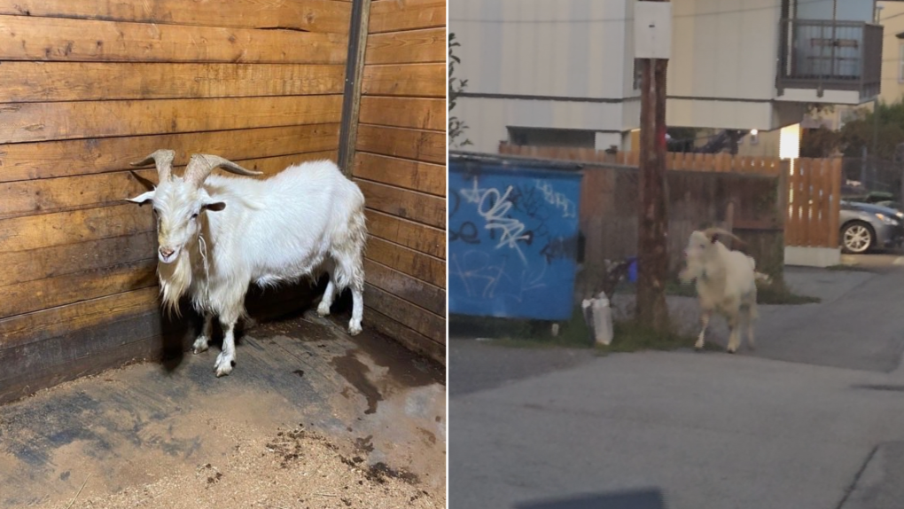 Vancouver police apprehend wandering goat in Mount Pleasant [Video]