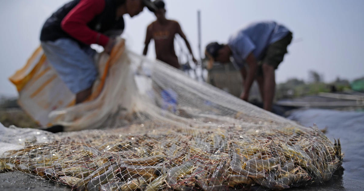 Shrimp farmers in Asia exploited by U.S. supermarkets for big profits, research finds [Video]