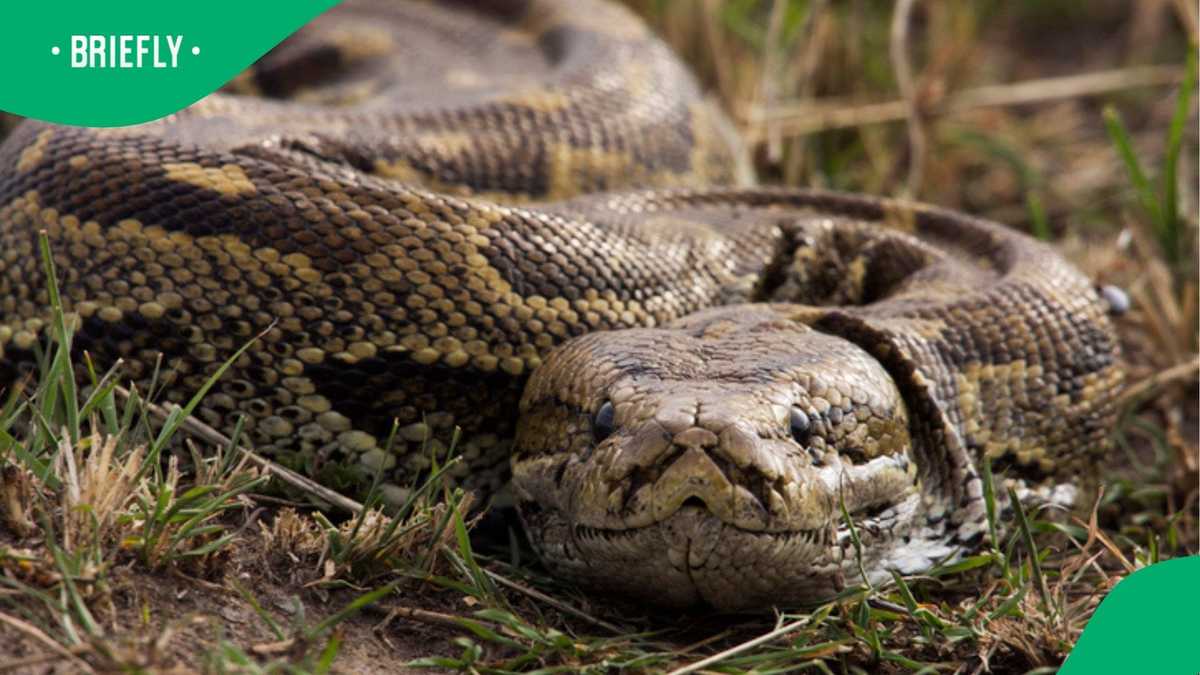 Standing Snake in SA Stuns Mzansi, Viral TikTok Video Leaves Peeps Baffled