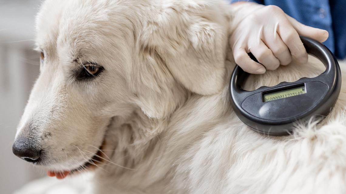 Get your dog microchipped for free Monday in Minneapolis [Video]