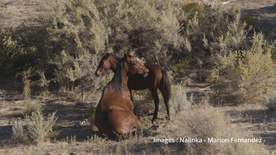 Horse breaks leg during Bureau of Land Management gather on Western Slope [Video]