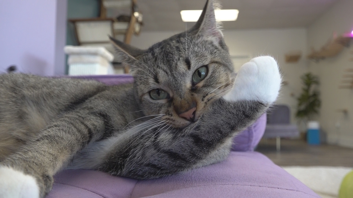 What is a cat cafe? Perry cat cafe partners with animal shelter [Video]