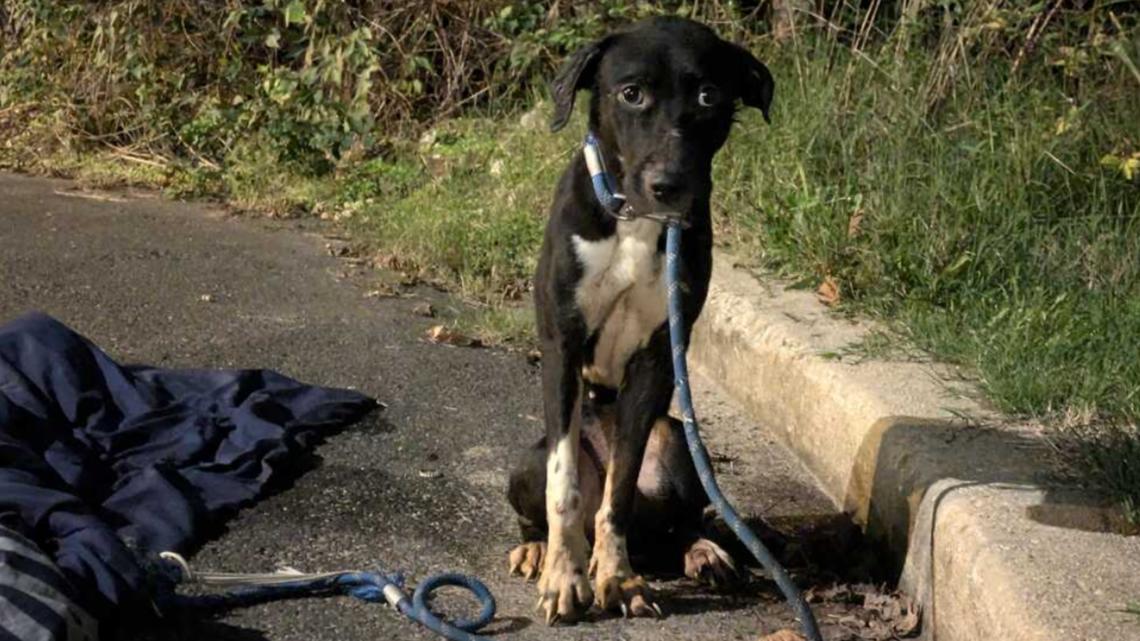 VIDEO: Person dumps dog in bushes and drives away in Northeast DC [Video]