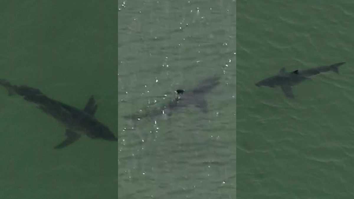 Crane Beach to remain closed through October due to shark sightings [Video]