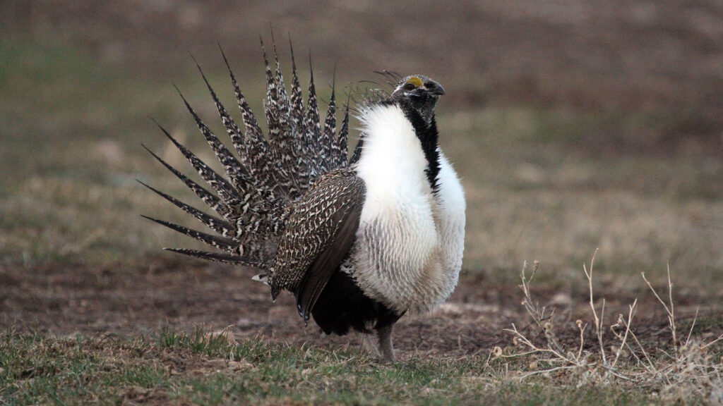 New land acquired for East Canyon Wildlife Management Area [Video]