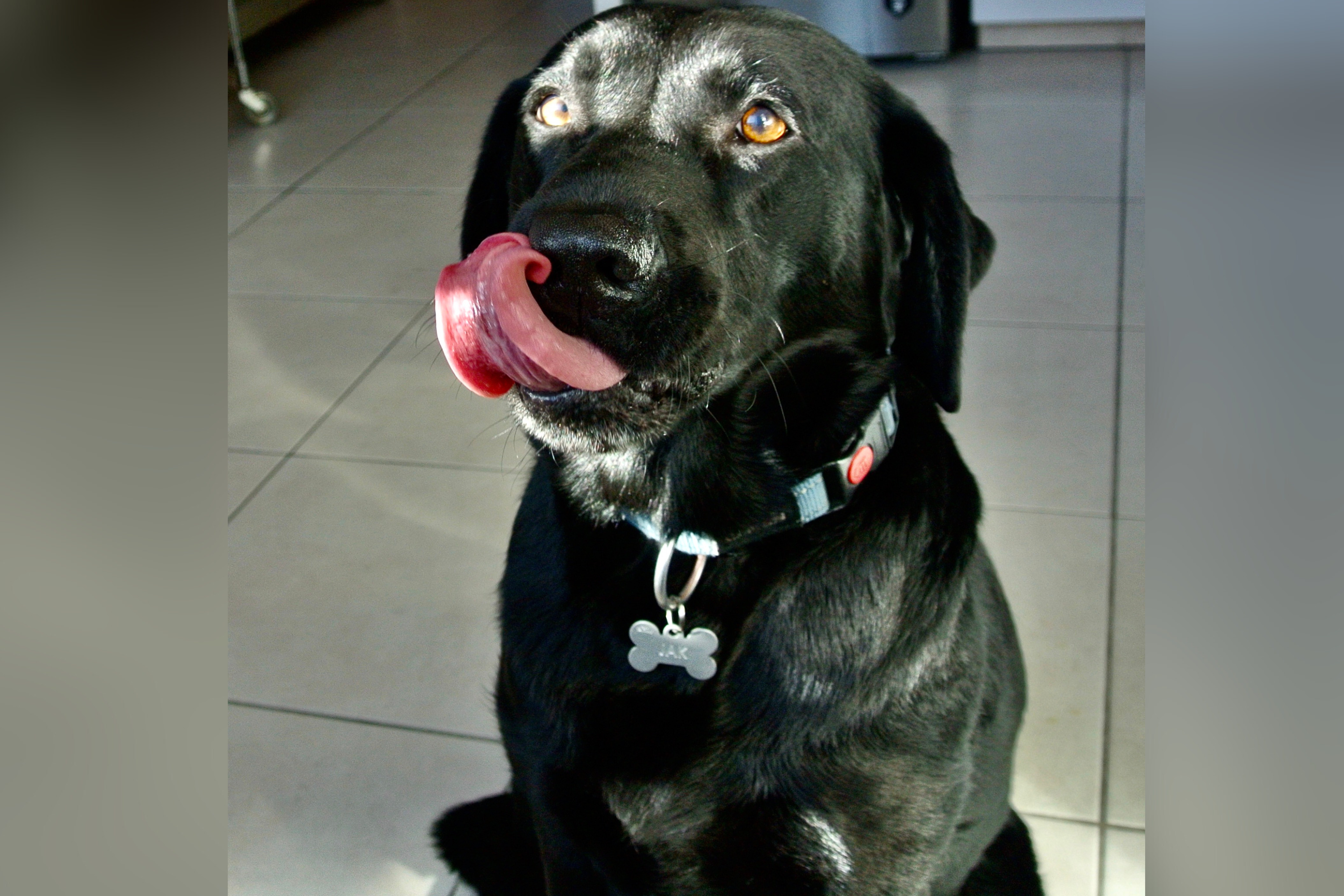 Labrador’s Hilarious Reaction to Every Word: ‘obsessed with food’ [Video]