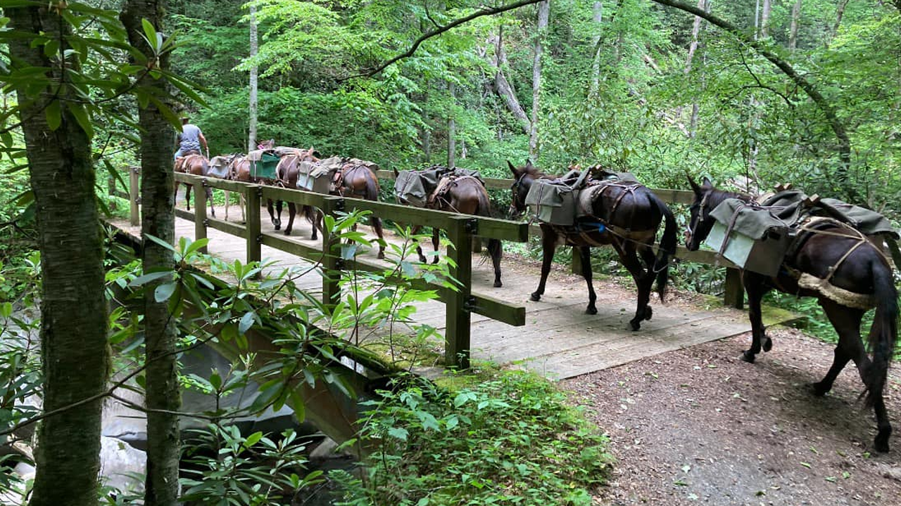 Hurricane Helene relief: Mules helping to bring supplies to residents in North Carolina [Video]