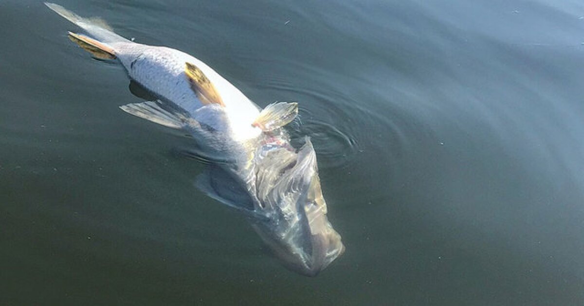 Red Tide detected in Pinellas waters as residents continue to clean up [Video]