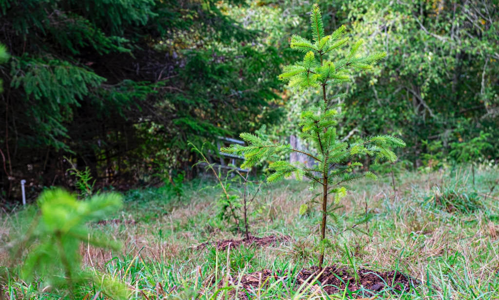 Delaware funeral services explore eco-friendly burial demand [Video]