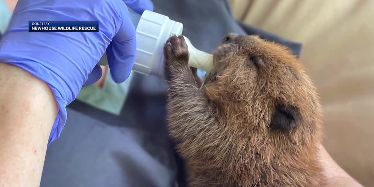 Rescue group fights to keep 2-year-old beaver in its care [Video]