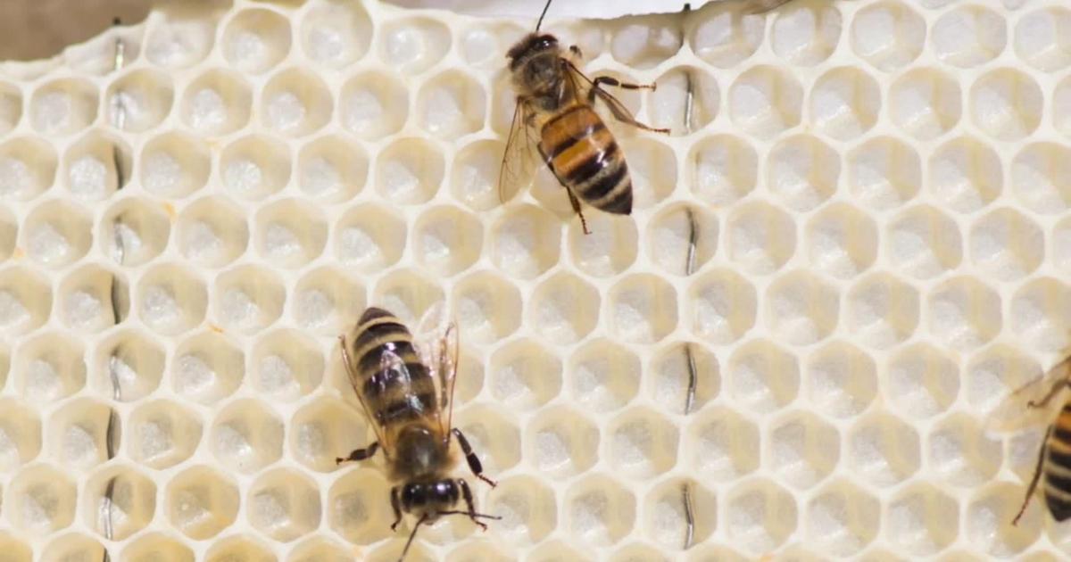 Bedford supervisors talk urban beekeeping, tiny homes in zoning review [Video]