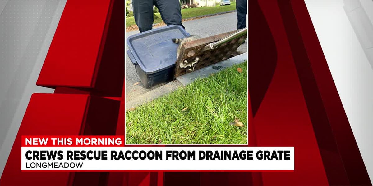 Longmeadow crews rescue raccoon from drainage grate [Video]