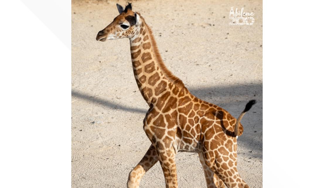 Baby giraffe dies at Abilene Zoo [Video]