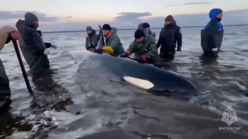 Watch: Video shows family of killer whales stranded in Russia