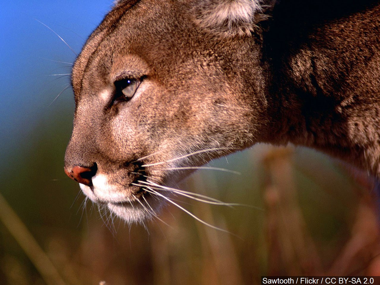 Three Idaho residents indicted for illegal hunting activities [Video]