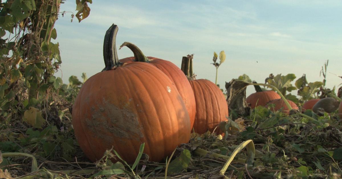 North Tulsa Pumpkin Farm returns for the fall season | News [Video]